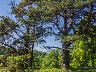 Fototapeta premium Estonia. Toila Oru Park is one of the pearls of Ida-Viru County. It's a great place to walk around. 