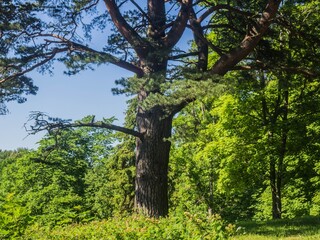 Estonia. Toila Oru Park is one of the pearls of Ida-Viru County. It's a great place to walk around.
