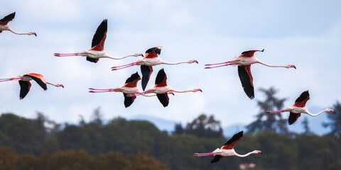 Greater Flamingo in flight over a pond in the south of France - Powered by Adobe