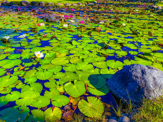 lotus flowers in the pond