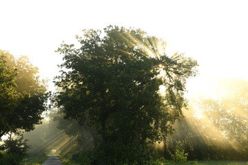 Friesischer Nebel - von strahlenden Sommermorgen bis milchigen Wintertagen - Die Morgensonne strahlt durch den sommerlichen Frühnebel 14
