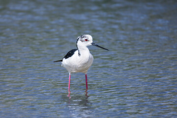 Black-winged Stilt in a pond in spring light