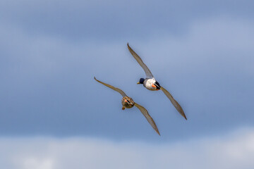couple of mallards flying in the blue sky