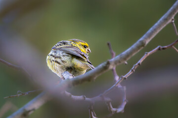 European Serin perched on a tree branch in the morning light - obrazy, fototapety, plakaty