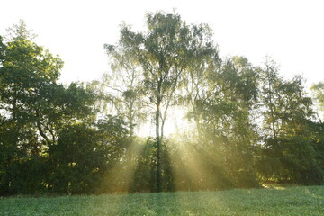 Friesischer Nebel - von strahlenden Sommermorgen bis milchigen Wintertagen - Die Morgensonne strahlt durch den sommerlichen Frühnebel 17