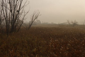 Morning thick fog over the swamp. Foggy dawn. Autumn landscape