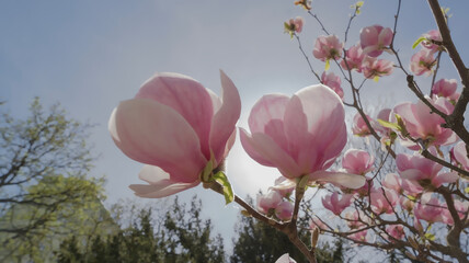 Piękne różowe kwiaty magnolii na tle nieba. Wiosenne kwitnienie drzew ozdobnych w mieście.