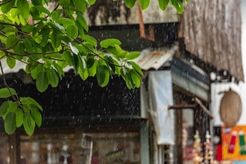 Raindrops Falling on Green Leaves in Urban Setting