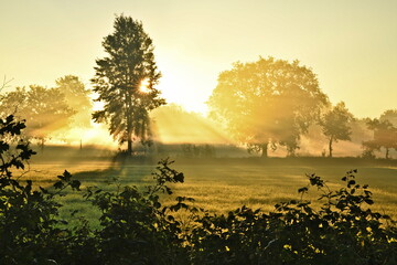 Friesischer Nebel - von strahlenden Sommermorgen bis milchigen Wintertagen - Die Morgensonne strahlt durch den sommerlichen Frühnebel 21