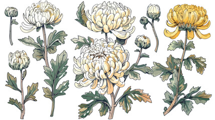 Japanese chrysanthemum set. Collection with hand draw