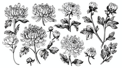 Japanese chrysanthemum set. Collection with hand draw - obrazy, fototapety, plakaty