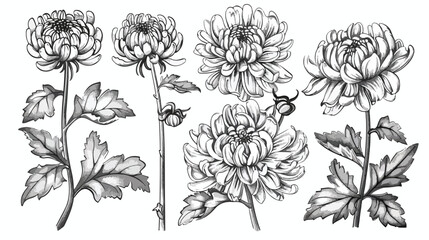 Japanese chrysanthemum set. Collection with hand draw