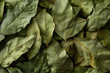 Dried Coca Leaves and Flour from Erythroxylum coca Plant. Organic Green Leaf Dust from Andes Species - obrazy, fototapety, plakaty