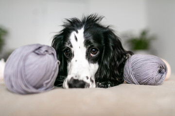 Energetic Spaniel Puppy Finds Joy in Woolen Balls on Bed