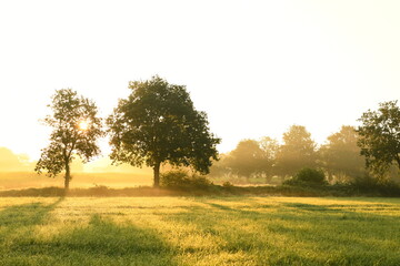 Friesischer Nebel - von strahlenden Sommermorgen bis milchigen Wintertagen - Die Morgensonne strahlt durch den sommerlichen Frühnebel 24