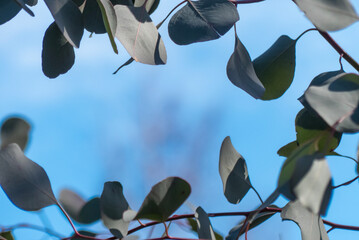 青空にユーカリの木の丸い葉っぱが描く模様