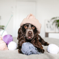 Brown Russian Spaniel Canine in Knitted Hat Having Fun with Woolen Balls on Bed