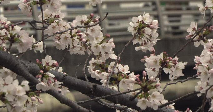 Cherry blossoms blooming by an urban riverside, with a street bridge in the background. At Takadanobaba, Kanda River,  Tokyo, Japan / 都市部の川辺で咲く桜。後ろに通りの多い橋が映る。東京、神田川、高田馬場にて
