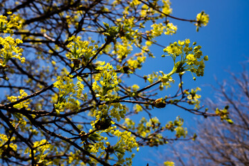 Blooming tree branches against a blue sky