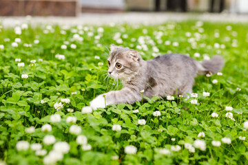 A lop-eared cat kitten walks outside in the green grass among the clovers