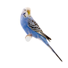 blue and white budgie