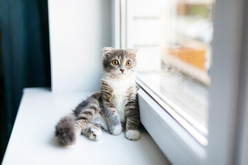 A lop-eared cat kitten lying on the windowsill