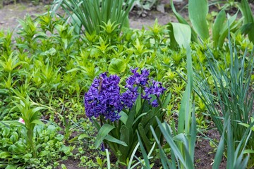 Flowering hyacinth on a flower bed - obrazy, fototapety, plakaty