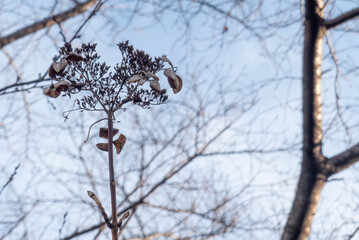 冬の枯れたガクアジサイのシルエットが描く美しい模様
