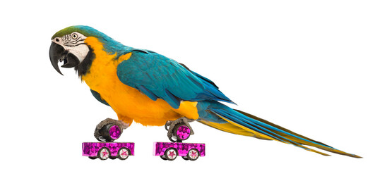 Blue-and-yellow Macaw, Ara ararauna, 30 years old, roller skating in front of white background