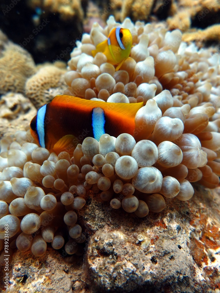 Sticker red sea clown fish