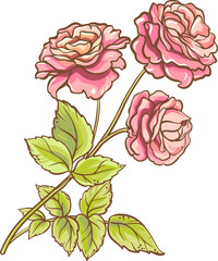 Rose Branch with Flowers and Leaves Colored Detailed Illustration
