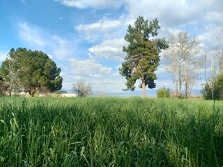 Fototapeta premium Green wheat field and blue sky on a sunny day.