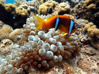 Fototapeta na wymiar Red sea clown fish