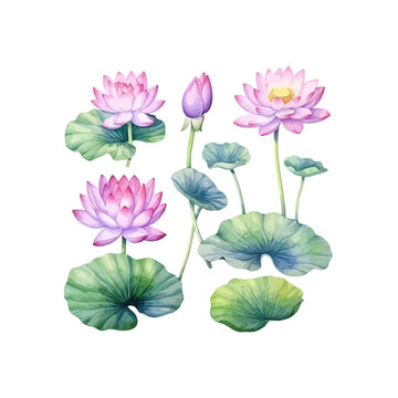 Swamp pink lily watercolor style. Vector illustration design.