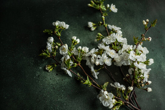 Fototapeta Elegant cherry blossom branches for table setting