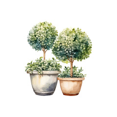 Watercolor Topiary Trees in Planters. Vector illustration design.