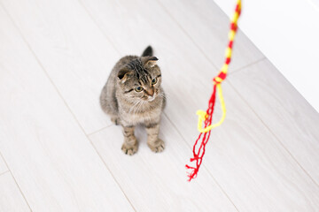 A Scottish lop-eared cat plays with ribbons on a light-colored wood floor
