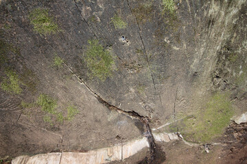 bark texture. tree trunk. tree trunk in the forest. tree trunk details. texture of cut tree trunk.