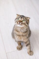 Scottish lop-eared cat with green eyes sitting on a light wooden floor