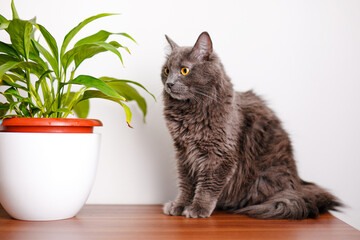 A smoky gray and very fluffy cat is sitting on the dresser sniffing flowers