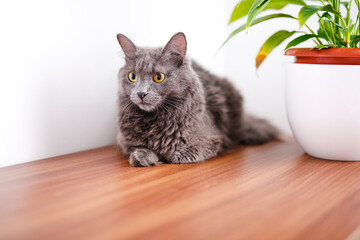 A smoky gray and very fluffy cat lies on a dresser under the leaves of a house flower and rests