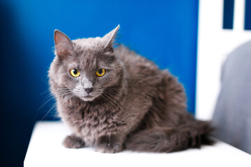 A smoky gray and very fluffy cat sits on the bedside table near the lamp on a blue background