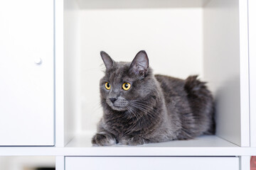 A smoky gray and very fluffy cat sits on a shelf among books and looks around curiously