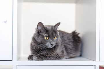 A smoky gray and very fluffy cat sits on a shelf among books and looks around curiously