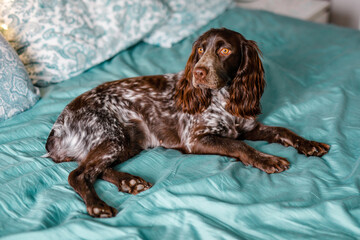 A brown spaniel lies on a bed with a turquoise sheet and Christmas lights in the background