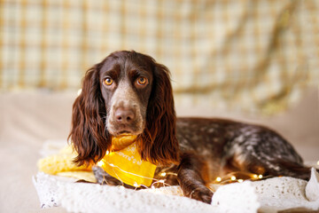 A brown spaniel with a kerchief around his neck sits on a bed with a yellow blanket