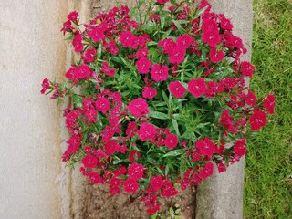 Miniature flower in a pot.