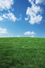 Fototapeta premium A wide green grass field with a blue sky