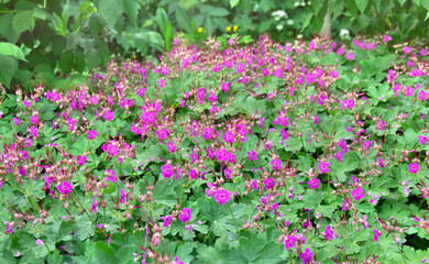 Pink flowers Geranium macrorrhizum ( rock crane's-bill, Bulgarian geranium, bigroot geranium ) on meadow in summer