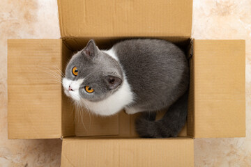 a british shorthair cat in a carton